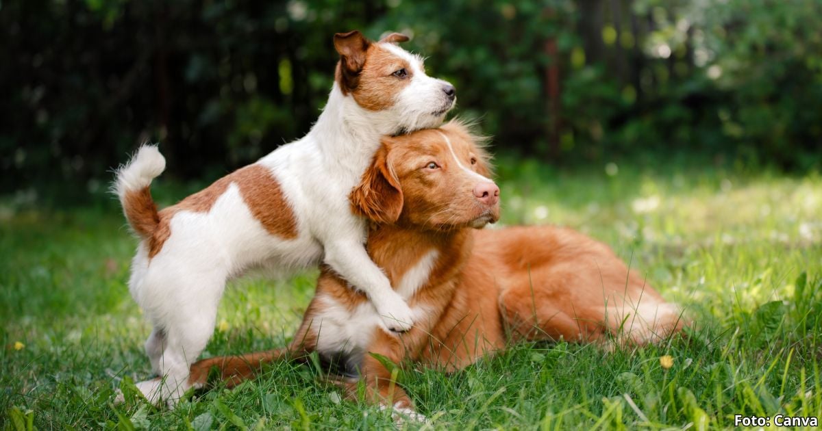 Estos son los nombres para perros más populares de 2024 ¿Su mascota tiene alguno?