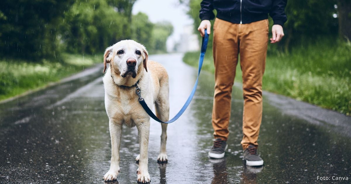 Las preparaciones ‘mágicas’ para proteger a sus mascotas de las lluvias y que no les de gripe