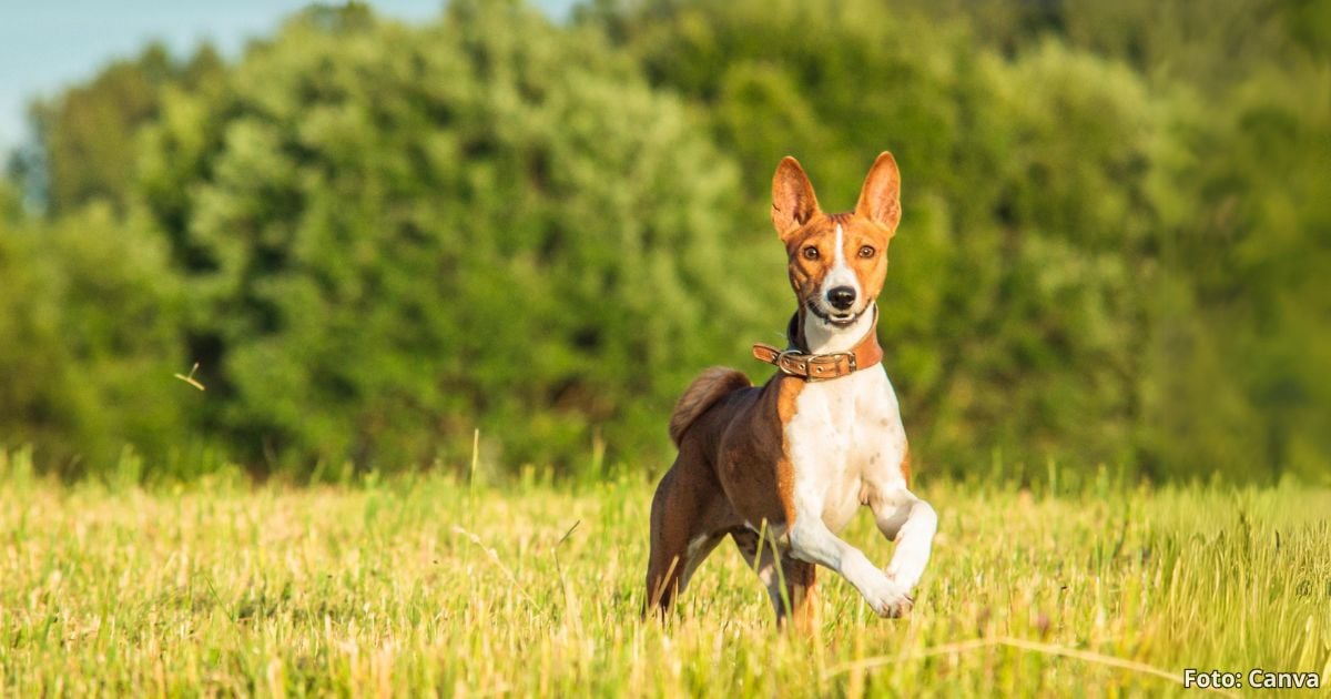 Estas son las tres razas de perro ideales para dueños primerizos; son fáciles de educar