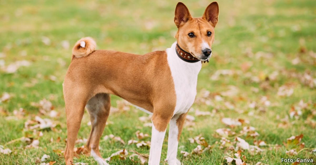 razas de perro  - Estas son las tres razas de perro ideales para dueños primerizos; son fáciles de educar