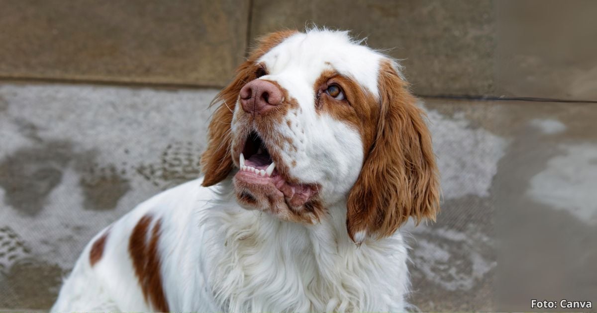 razas de perro  - Estas son las tres razas de perro ideales para dueños primerizos; son fáciles de educar