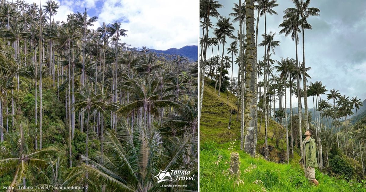 El santuario más grande de la Palma de Cera se encuentra en Tolima y esto debe saber para conocerlo