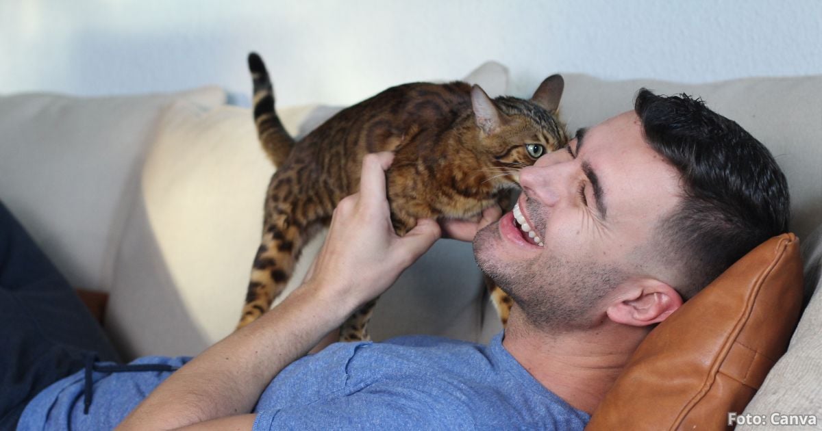 Tres señales que demuestran que su gato está locamente enamorado de usted