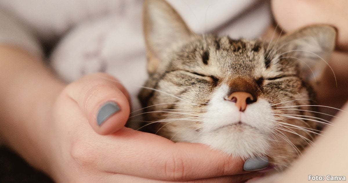 su gato está enamorado - ¿Su gato está enamorado de usted? Tres señales que lo demuestran