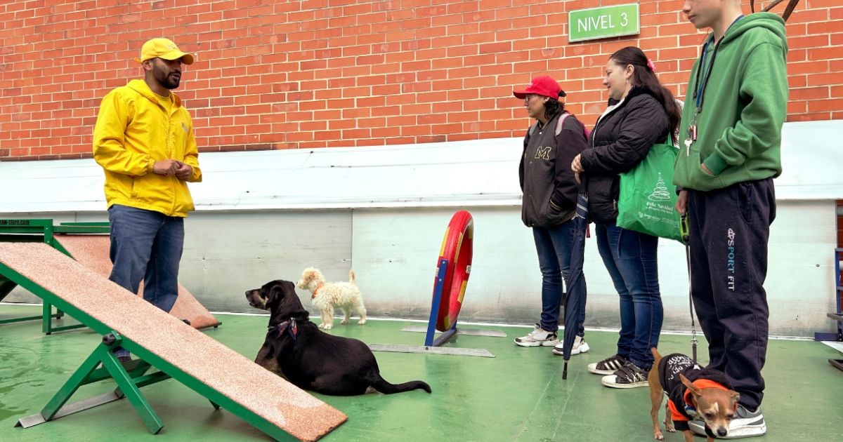 Orejas y bigotes: la escuela canina más divertida y efectiva de Bogotá