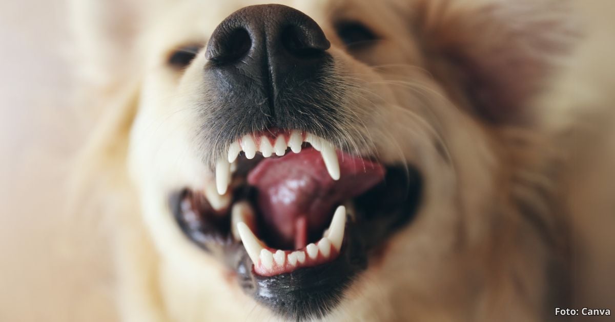 Los 5 alimentos para perros que limpian sus dientes y les evitan el mal aliento