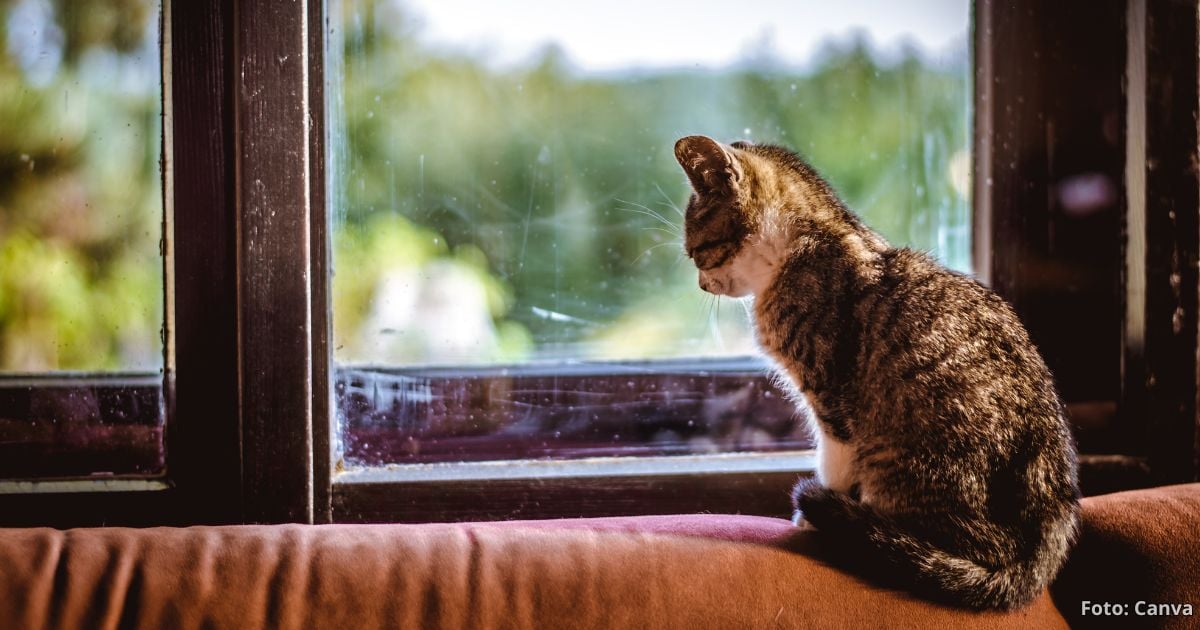 Las 5 cosas que debe hacer antes de dejar a sus gatos solos en casa; se evita dolores de cabeza