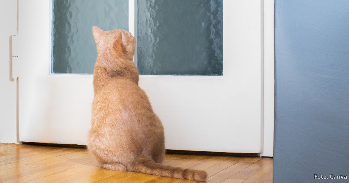 dejar a sus gatos solos - Qué debe hacer antes de dejar a sus gatos solos en casa; se evita dolores de cabeza