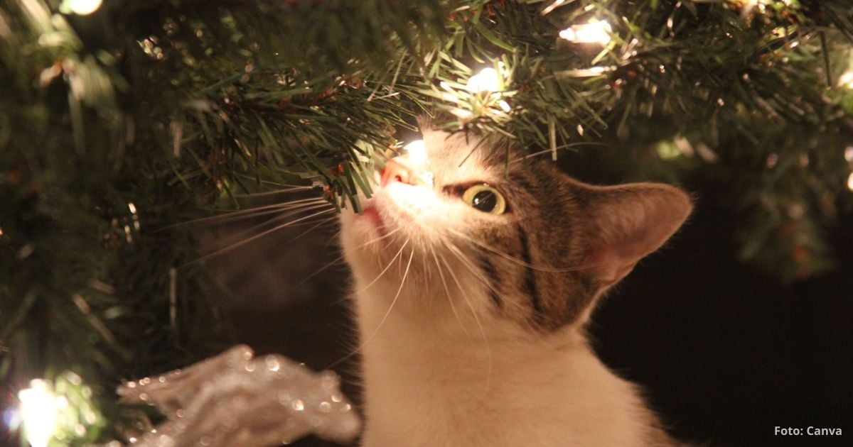  gato ataca su árbol de navidad - Esta es la razón por las que su gato ataca su árbol de navidad; así lo soluciona