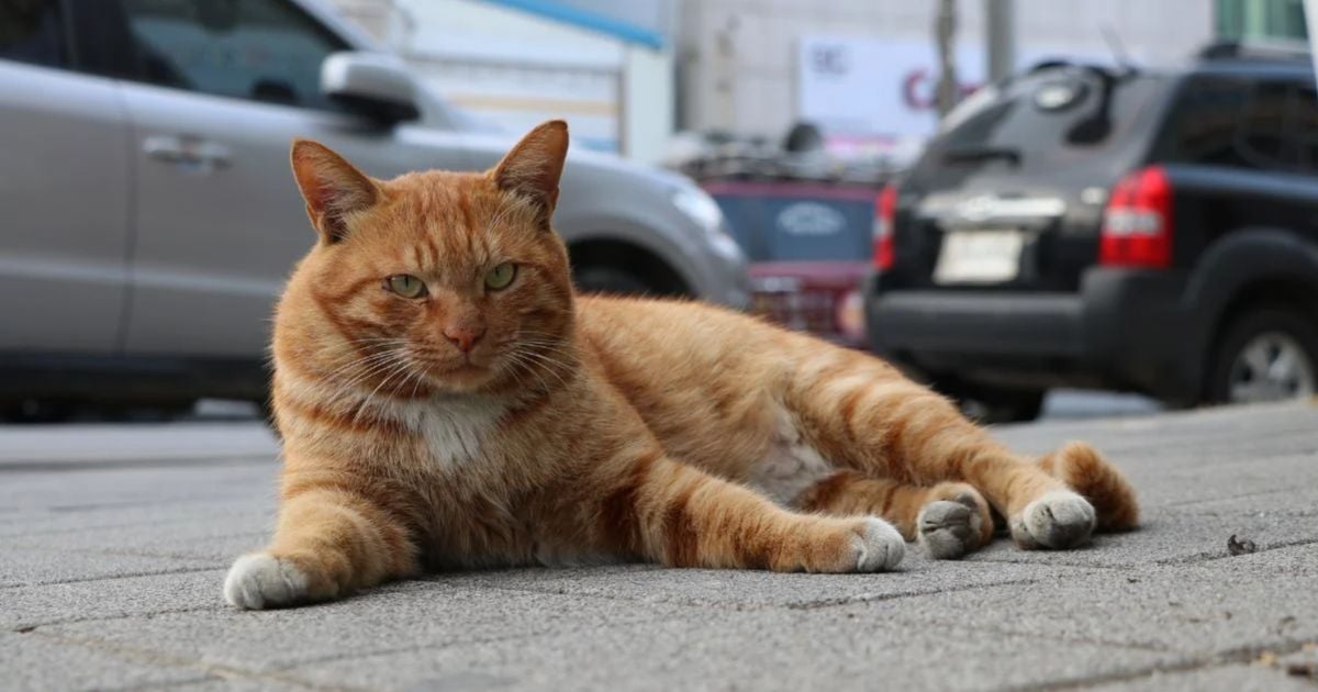 gatos  - Estas son las razones por las que sus gatos nunca deben salir de la casa; es grave