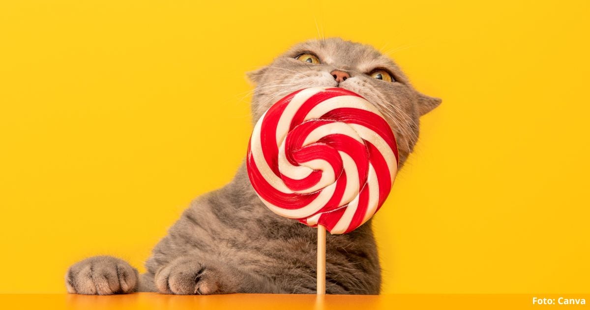 ¿A los gatos les gusta el dulce? Al parecer no y esta es la preocupante razón