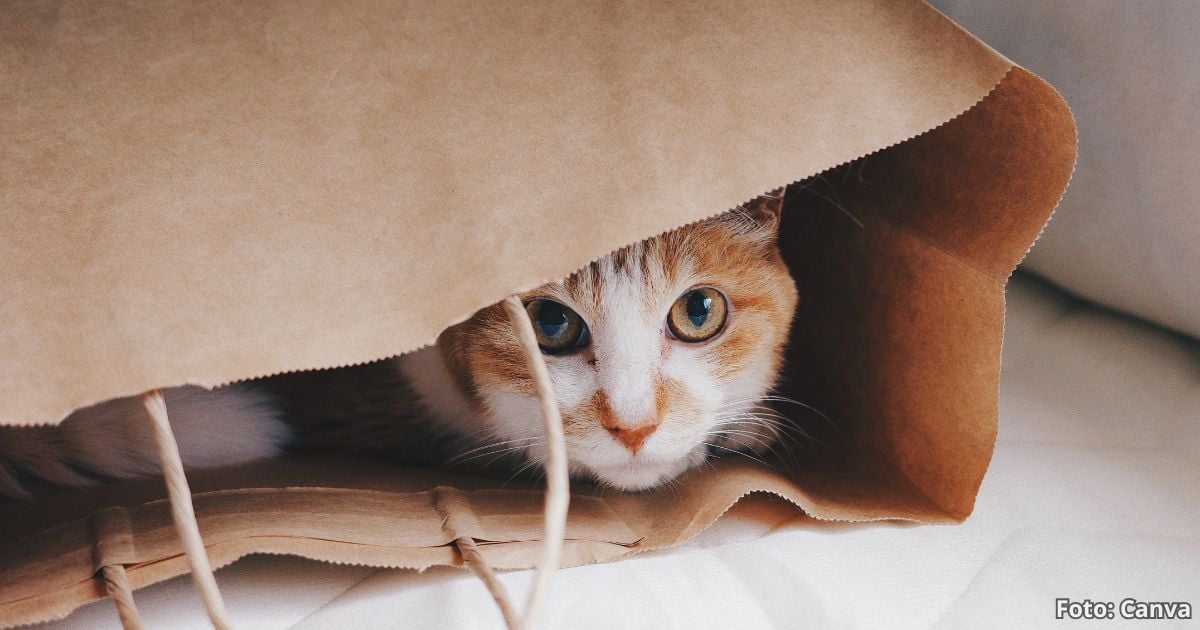 La razón por la que sus gatos adoran meterse en las bolsas; su olfato es el responsable