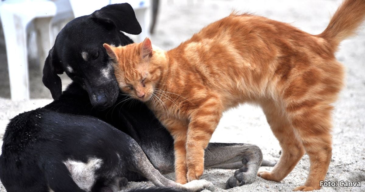 El truco para vivir con un gato y un perro y que no ‘agarren’ entre ellos