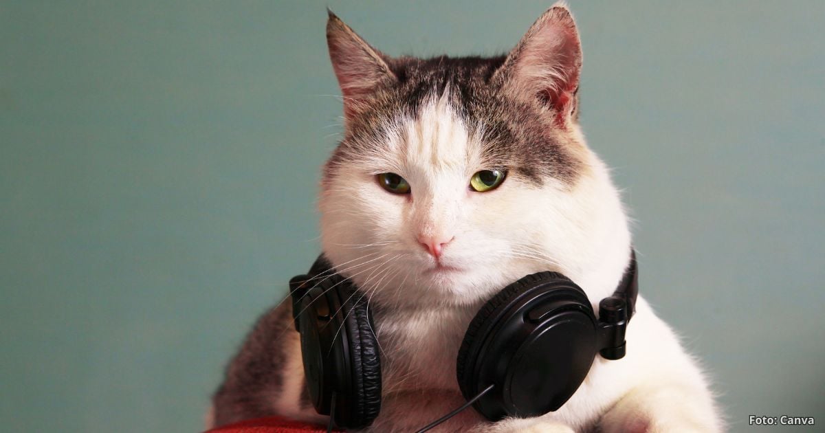 gatos música - ¿Cuáles son los efectos de la música en los gatos? Según expertos podrían disfrutar las melodías