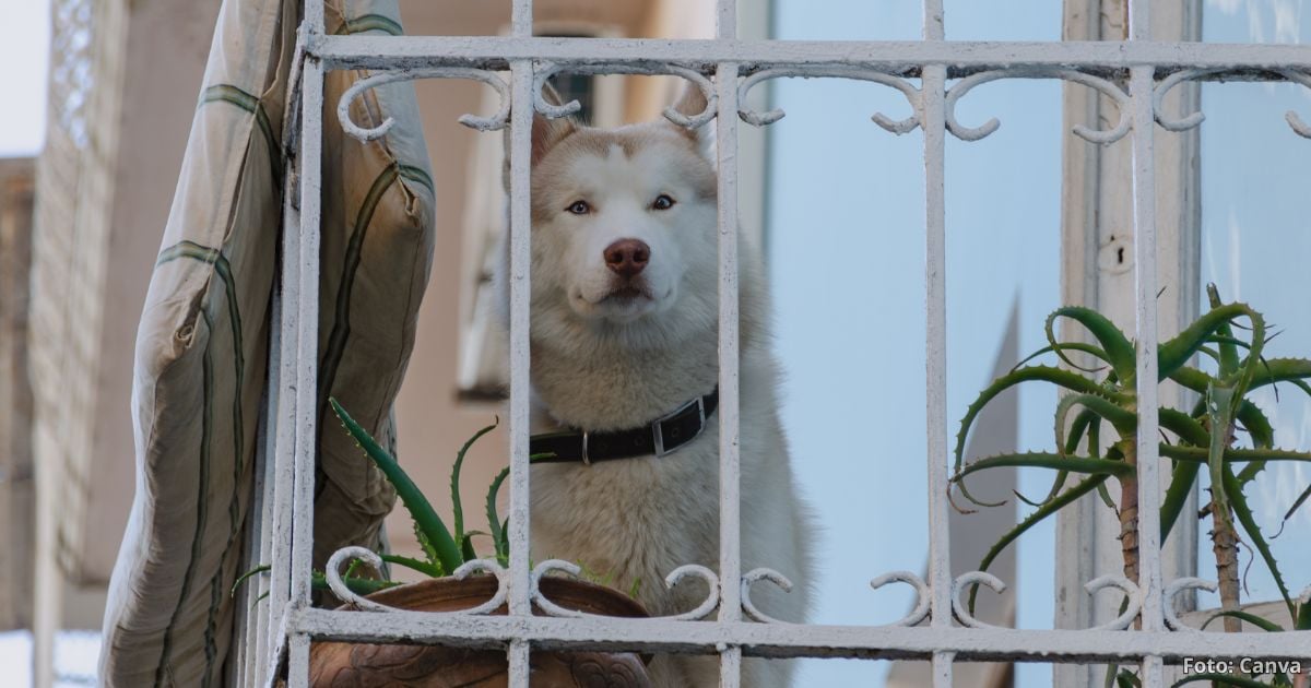 perro solo en casa - ¿Dejar a su perro solo en casa? Las 5 cosas que sí o sí debe hacer antes