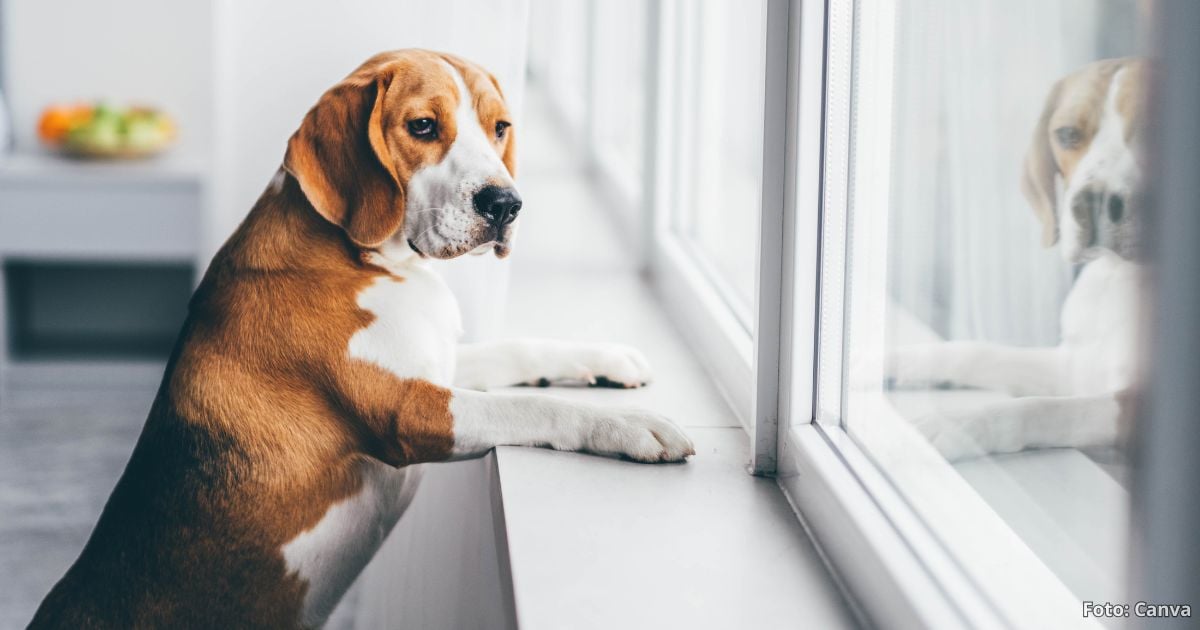 Las 5 cosas que sí o sí debe hacer antes de dejar a su perro solo en casa