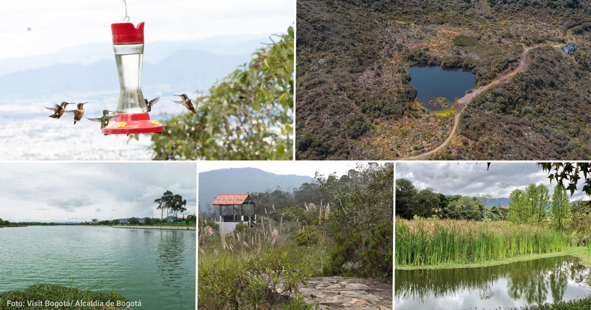 Las zonas verdes de Bogotá para disfrutar de la naturaleza