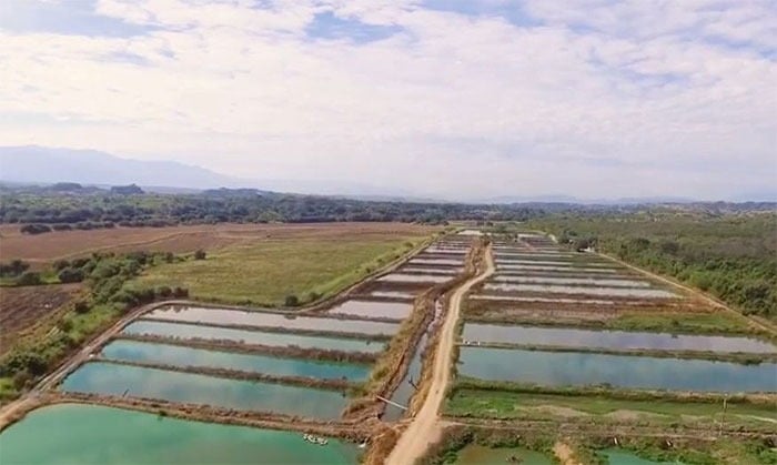  - Los huilenses que hicieron del embalse de Betania una mina de tilapia