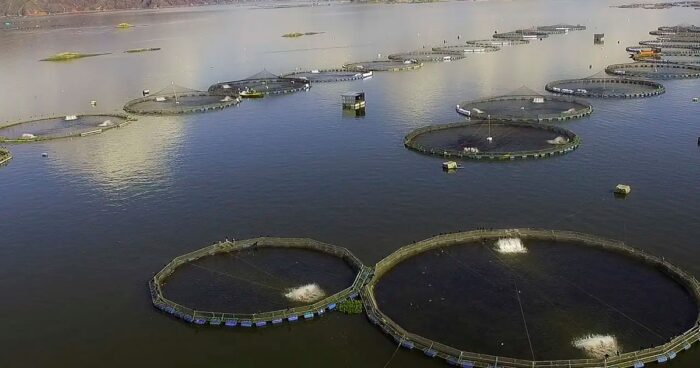  - Los huilenses que hicieron del embalse de Betania una mina de tilapia