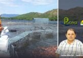 Los huilenses que hicieron del embalse de Betania una mina de tilapia